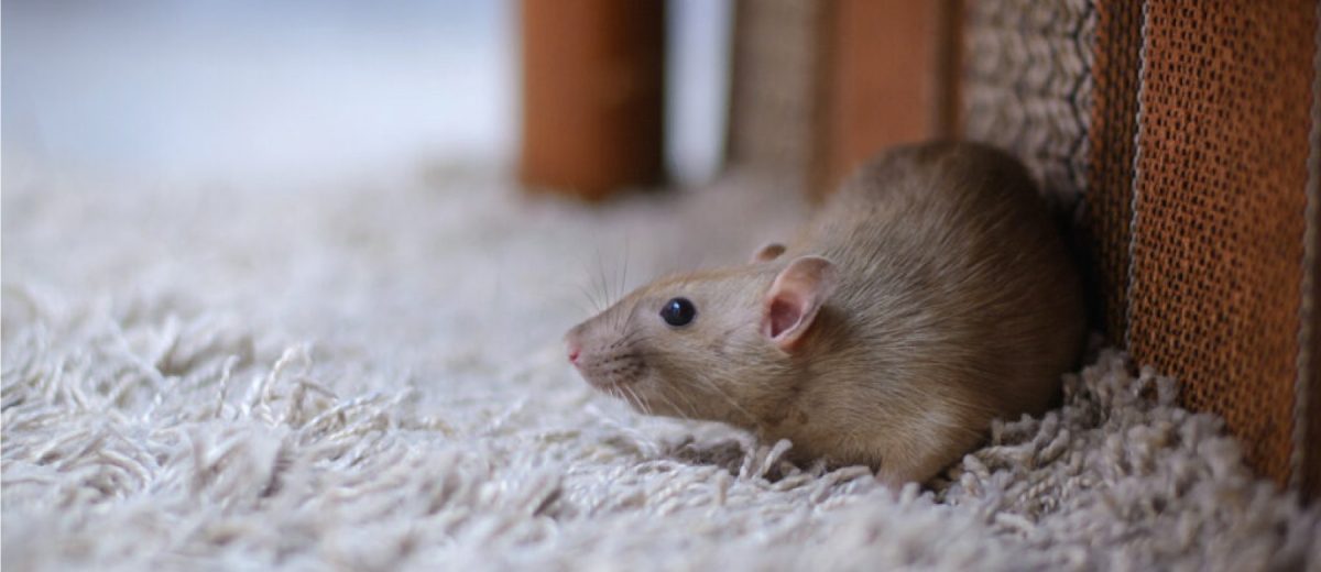 Benefits of Insulation Removal & Replacement