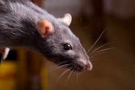 A group of brown rats drinking milk from a bowl outdoors in natural light.