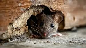 Close-up of a house mouse peeking over a concrete edge outdoors.