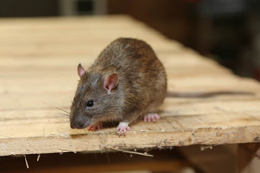 A detailed photo of a brown rat (Rattus norvegicus) on a concrete surface outdoors.